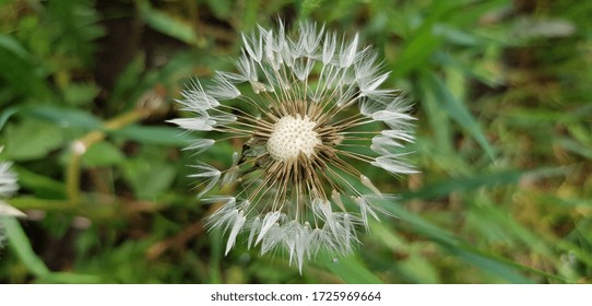 Naked Dandelion Images Stock Photos Vectors Shutterstock