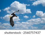 Haliaeetus pelagicus, a winter bird hunting for food on the banks of the Hanam River in Korea