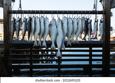 Halibuts and Salmons hanging on hooks in Seward, Alaska