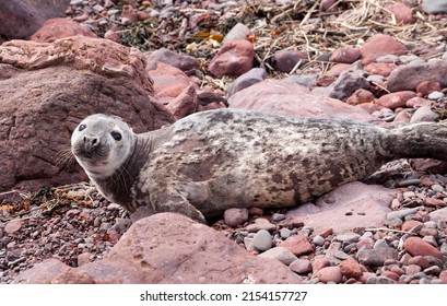 Halichoerus Grypus - Grey Seal Pup At St Abbs Head, Berwickshire, Scotland