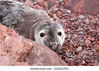 Halichoerus Grypus - Grey Seal Pup At St Abbs Head, Berwickshire, Scotland