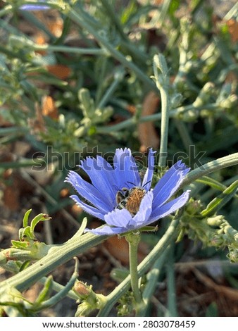 Halictus sweat bee feeding inside a flower, macro close-up of wild pollinator resting in bloom