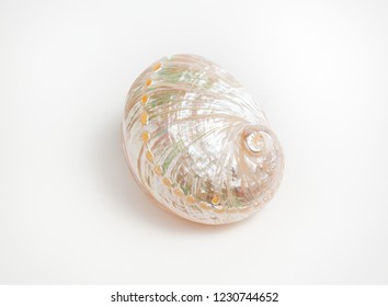 Haliotis tuberculata shell on a white background. Green ormer is a northeast Atlantic and Mediterranean species of sea snail, a coastal marine gastropod mollusc.