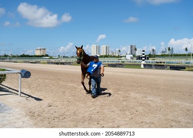 Hallandale Beach, Hollywood Florida United States Of America - August 29, 2021: Gulfstream Park Racetrack, The Horse Is Brought To Rest After Running The Race.