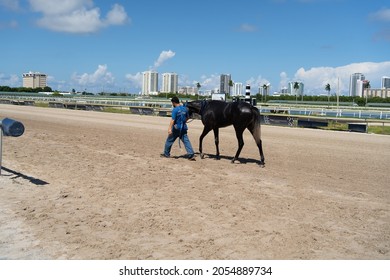 Hallandale Beach, Hollywood Florida United States Of America - August 29, 2021: Gulfstream Park Racetrack, Race Attendant Brings Horse To Rest.