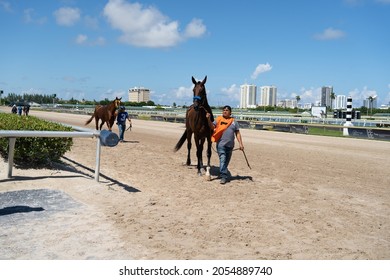 Hallandale Beach, Hollywood Florida United States Of America - August 29, 2021: Gulfstream Park Racetrack, Workers Are Removing Horses That Already Raced From The Track.