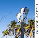 Hallandale Beach, Miami, Florida - Landscape with the flying flock of pelicans , street lamp post , palm trees and skies.