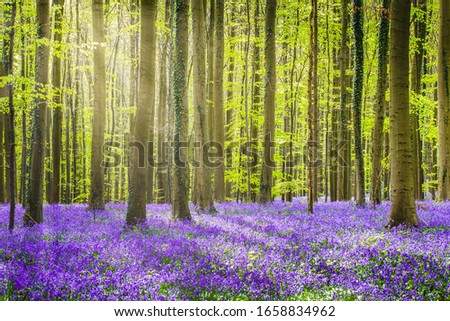 Halle forest near Bruxelles, Belgium during springtime, with bluebells carpet.
