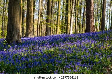 Hallerbos, Belgium Bluebell Woods In Sprng