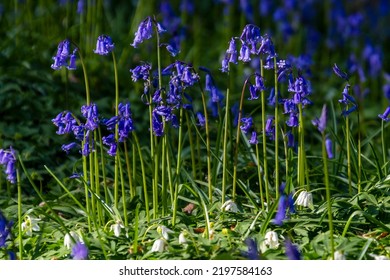 Hallerbos, Belgium Bluebell Woods In Sprng