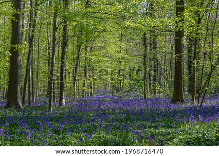 Hallerbos (English: Hallerbos) in Halle near Brussels with the giant Sequoia trees and a carpet full of purple blooming bluebells in springtime, turns the forest into a magical setting for a hike