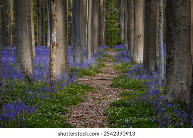 Hallerbos forest in spring with blue bluebells. Halle, Brussels District, Hallerbos, Belgium. - Powered by Shutterstock