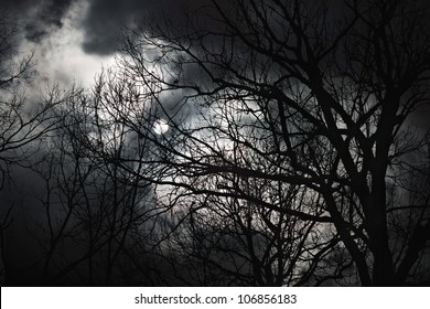 spooky tree images stock