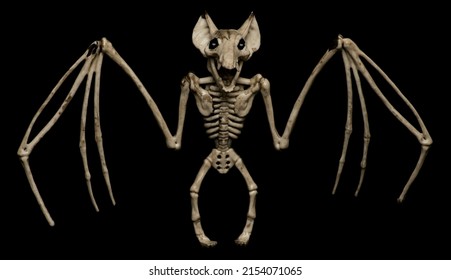 Halloween animal skeletons Scorpions Rats Bats and spider hand made by photographer from silicon moulds Thailand Asia
 - Powered by Shutterstock