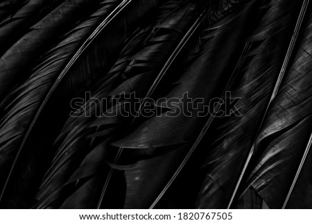Halloween background with black raven feathers on dark grunge backdrop. Horror gothic abstract design with copyspace. Closeup of bird wing texture.