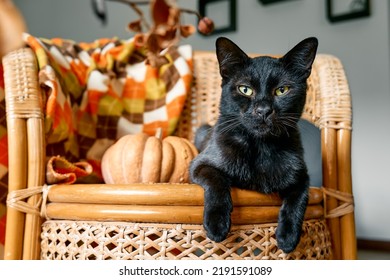 Halloween black cat with pumpkin. Cute kitty resting with pumpkin on wicker chair. Fall mood, autumn vibes. Thanksgiving day. - Powered by Shutterstock