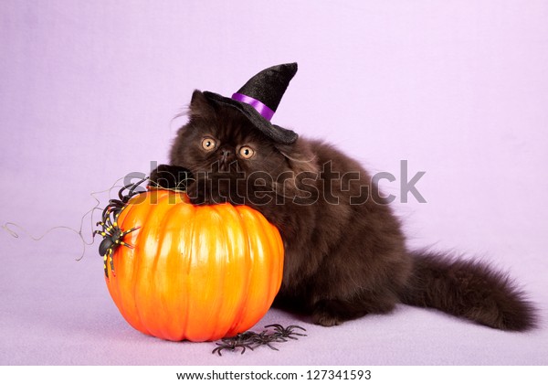 Halloween Black Persian Kitten Witchs Hat Stock Photo (Edit Now) 127341593