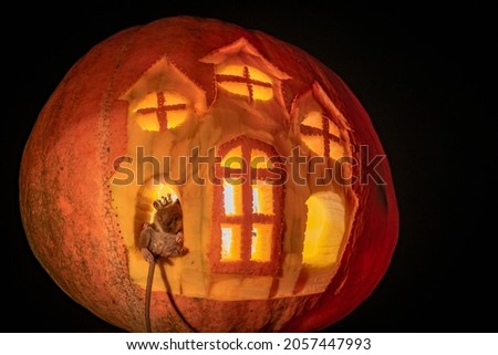 Halloween carved pumpkin castle with rat