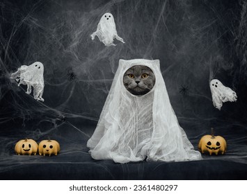 Halloween cat in a ghost costume on dark gray background. British cat in white sheet with pumpkin jack and ghosts. Funny cat in a Halloween costume.