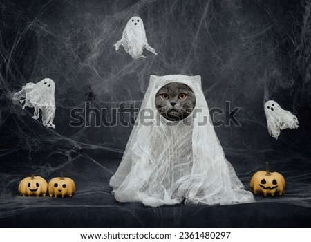 Halloween cat in a ghost costume on dark gray background. British cat in white sheet with pumpkin jack and ghosts. Funny cat in a Halloween costume.
