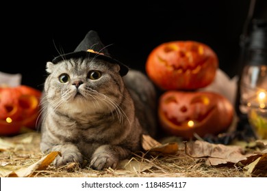 Halloween Cat With Hat