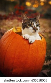 Halloween Cat In A Pumpkin