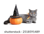 Halloween cat with pumpkin isolated on a white background. British cute cat and pumpkin in a witch hat.