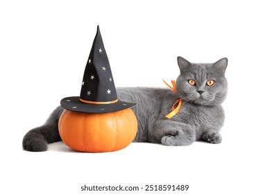 Halloween cat with pumpkin isolated on a white background. British cute cat and pumpkin in a witch hat. - Powered by Shutterstock