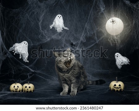 Halloween cat. Scottish angry cat growls on a dark gray background with cobwebs, pumpkin jack, ghosts and glowing moon. Halloween pets.