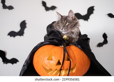 Halloween cat in witch costume with carved pumpkin and bats. A card with a pet for All Saints' Day. - Shutterstock ID 2199356581