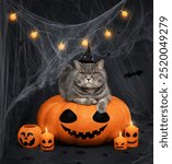 Halloween cat. Cat in a witch hat lying on Halloween pumpkin, candles and cobwebs on a dark background. Pet in a wizard costume. Funny cat in a Halloween costume.