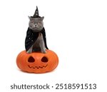 Halloween cat in wizard costume isolated on a white background with copy space. British cat in witch hat and mantle with stars sits on jack lantern pumpkin.