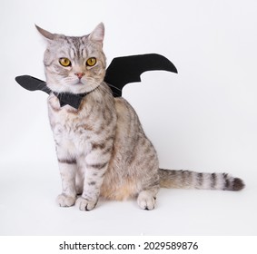 Halloween Cat,portrait Kitty Wear Black Bat Wing Isolated On White Background