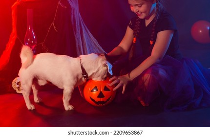 Halloween And Celebration Concept. Child Girl In Witch Costume With Halloween Pumpkin Playing With Dog Jack Russell Terrier