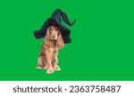 Halloween Costume Dog Green Screen. Golden Retriever wear witch hat.  Ghost Dog