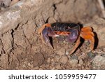 Halloween crab (Gecarcinus quadratus)