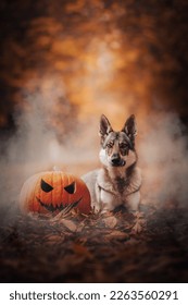 Halloween Czechoslovakian Wolfdog Dog Pumpkin Jack O Latern
