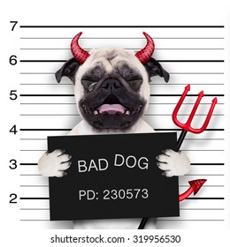 Halloween Devil Pug Dog Crying In A Mugshot, Caught On With Photo  Camera, In Police Station Jail