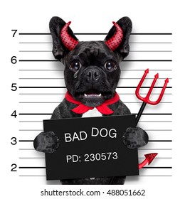 Halloween Devil Pug Dog Crying In A Mugshot, Caught On With Photo  Camera, In Police Station Jail