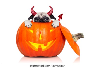 Halloween Devil Pug Dog Inside Pumpkin, Scared And Frightened, Hiding From You , Isolated On White Background