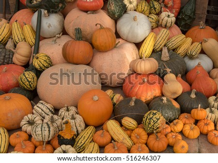 Halloween Display of Home Grown Organic  Winter Squash, Pumpkins and Gourds in a Greenhouse in a Garden in Rural Somerset, England, UK