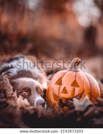 Halloween Dog, Autumn, Halloween Animal, Border Collie, Spooky Dog, Halloween Themed, Orange Autumn