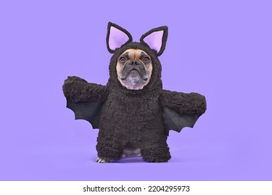 Halloween dog costume. French Bulldog wearing funny homemade full body bat costume in front of purple background
