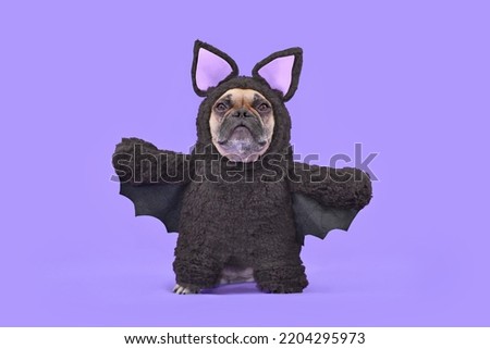 Halloween dog costume. French Bulldog wearing funny homemade full body bat costume in front of purple background