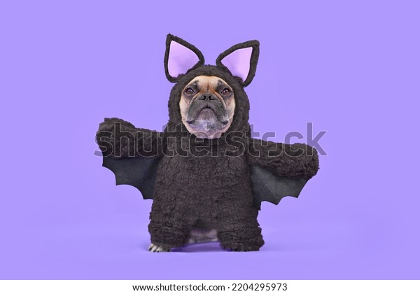 Halloween dog\
costume. French Bulldog wearing funny homemade full body bat\
costume in front of purple\
background