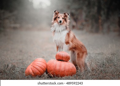 Halloween dog. Dog with pumpkin in autumn. Sheltie dog. 
