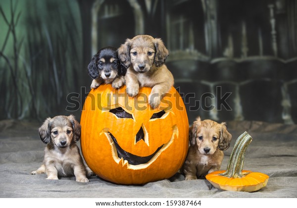 halloween puppies