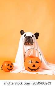 Halloween Dog Is Wearing A Sheet, Disguised As A Ghost Costume With Pumpkins