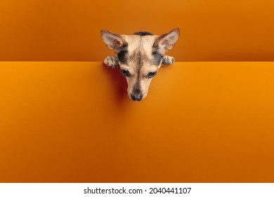 Halloween Dog,funny little puppy on orange background looks out on evening of all saints,pet food,veterinary clinics,concept of holiday discounts,place for text