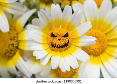 Halloween Face On Yellow Daisies Flowers.  Halloween Minimal Concept.